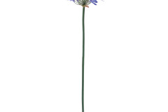 11655__1