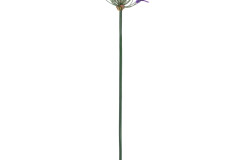 11656__1