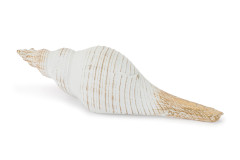 11667